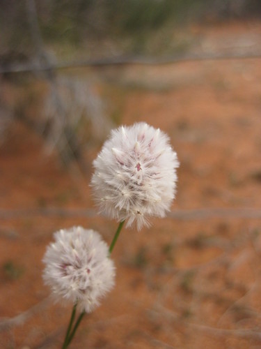 Ptilotus schwartzii (Ptilotus schwartzii)