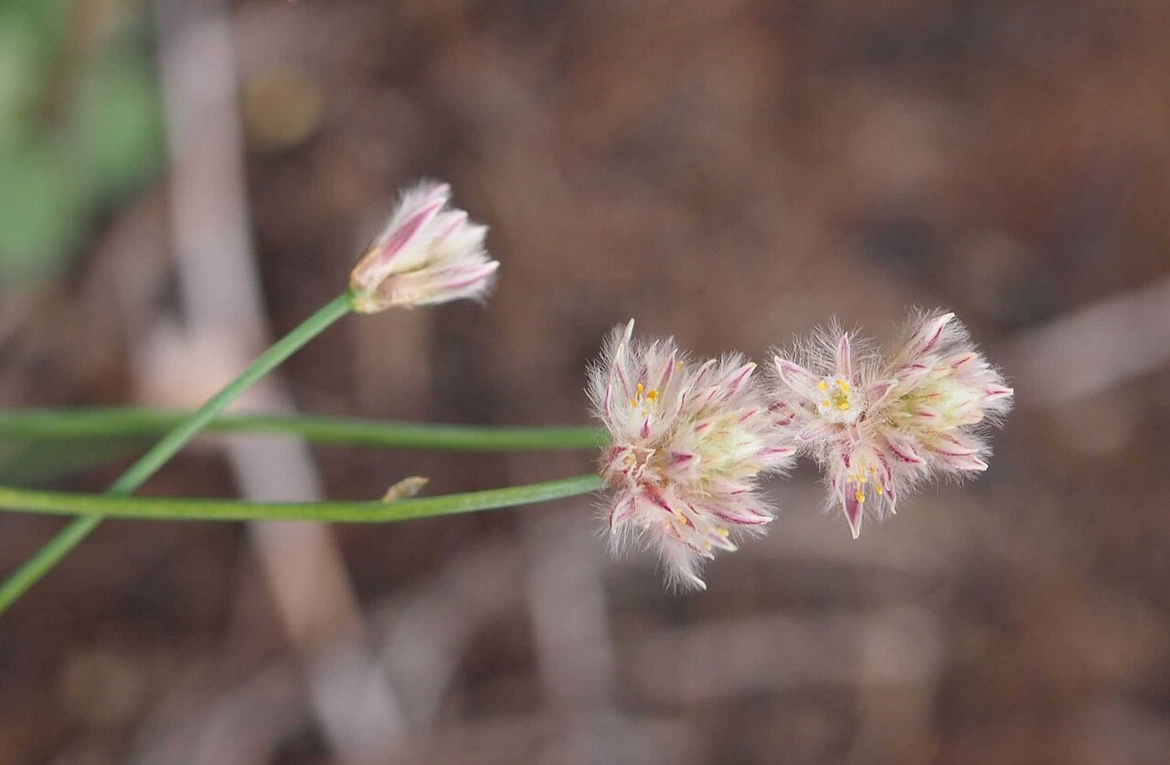 Ptilotus schwartzii: Ptilotus schwarzii flowers