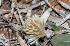Ptilotus seminudus (Ptilotus seminudus)