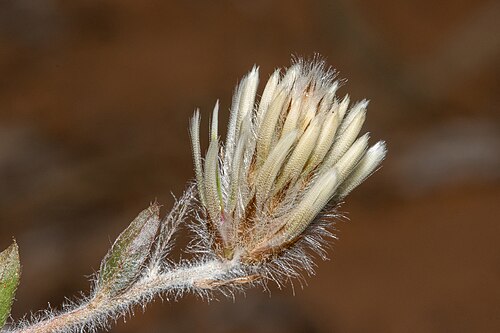 Ptilotus seminudus: Ptilotus seminudus in the Gawler Ranges National Park