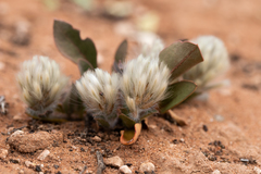 Ptilotus seminudus (Ptilotus seminudus)