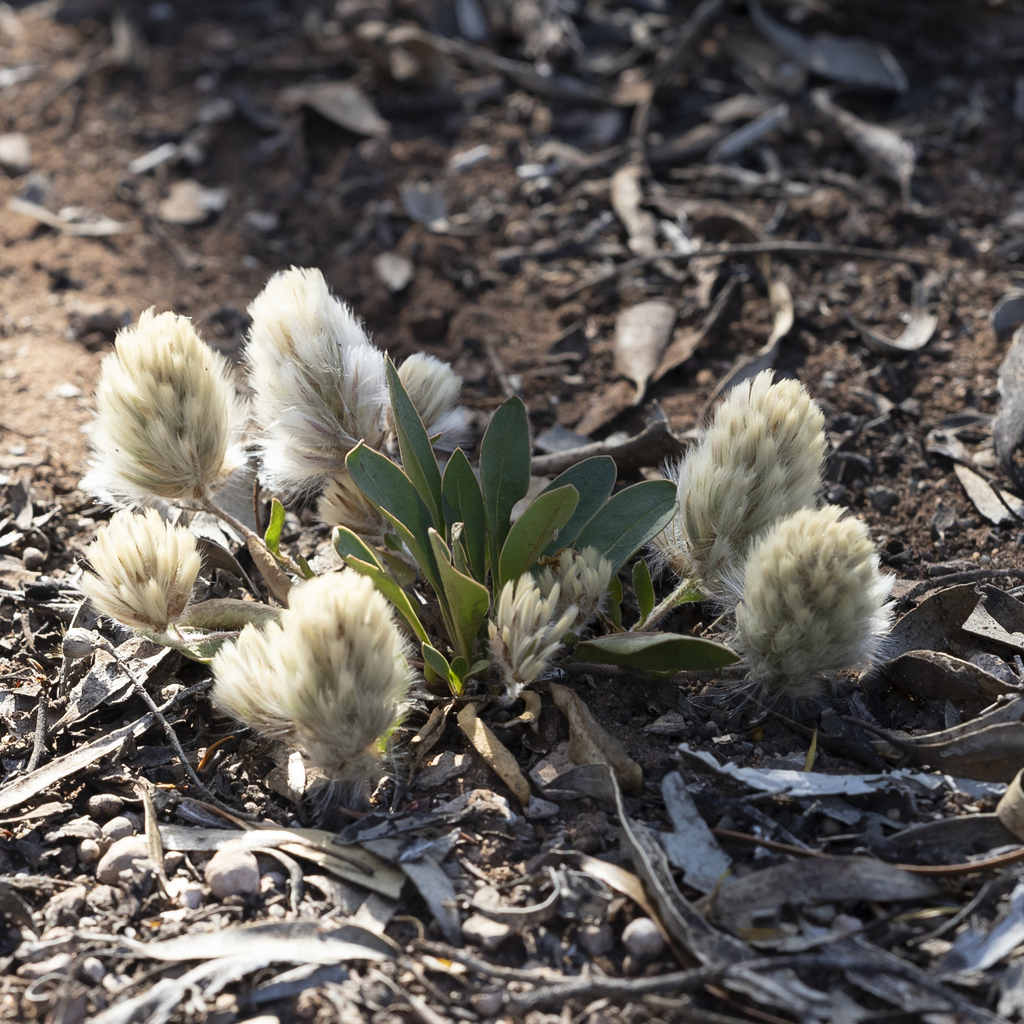 Ptilotus seminudus (Ptilotus seminudus)