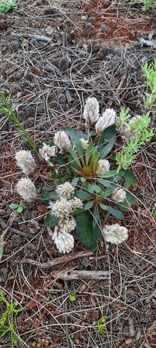 Ptilotus seminudus (Ptilotus seminudus)