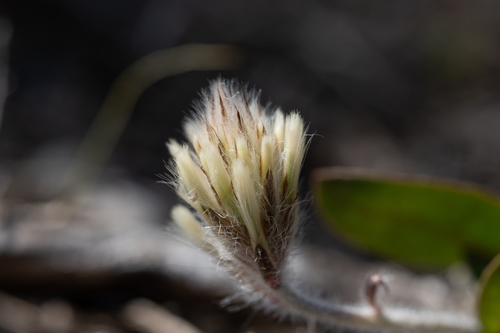Ptilotus seminudus (Ptilotus seminudus)