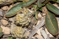 Ptilotus seminudus (Ptilotus seminudus)