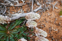 Ptilotus seminudus (Ptilotus seminudus)