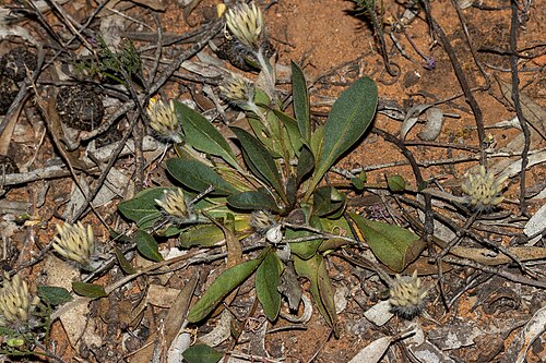 Ptilotus seminudus: Ptilotus seminudus in the Gawler Ranges National Park