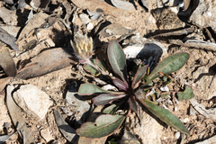 Ptilotus seminudus (Ptilotus seminudus)