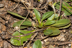 Ptilotus seminudus (Ptilotus seminudus)