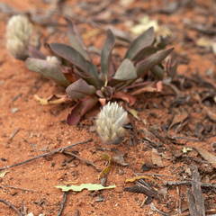 Ptilotus seminudus (Ptilotus seminudus)