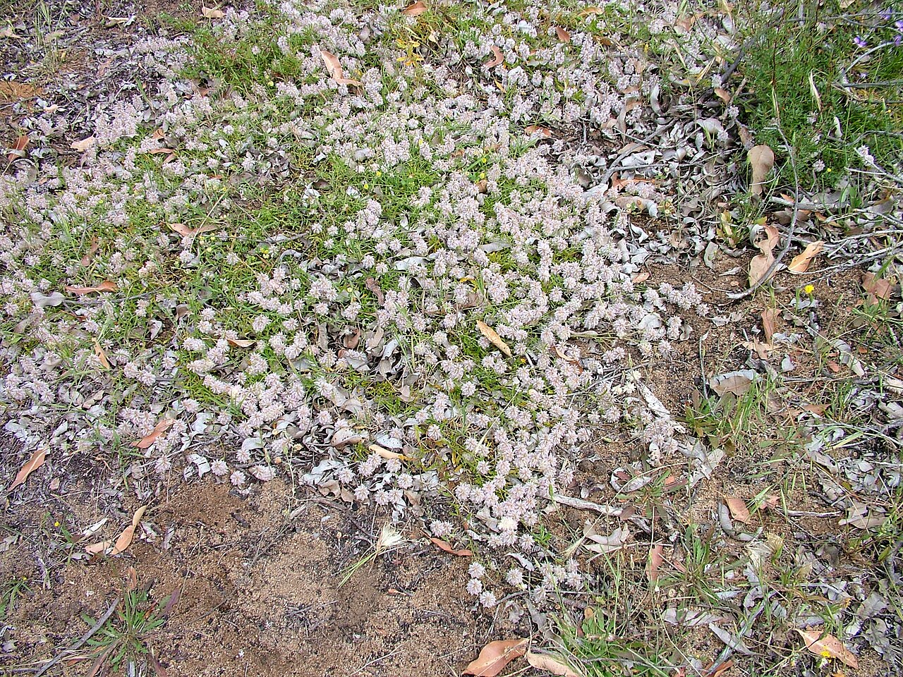 Ptilotus sericostachyus: Ptilotus sericostachyus