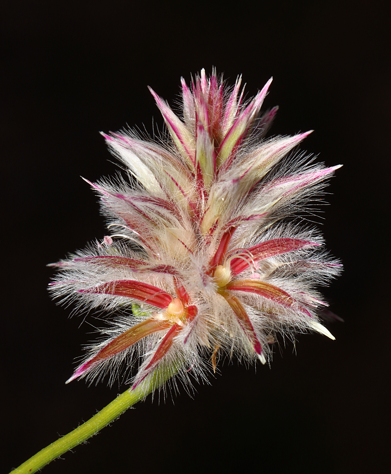 Ptilotus sericostachyus: Ptilotus sericostachyus north of Perth
