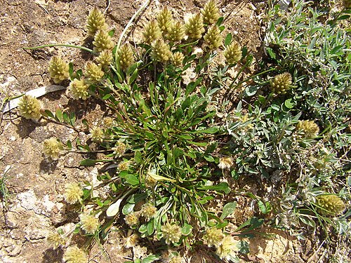 Ptilotus spathulatus: Pussy tails ( Ptilotus spathulatus ) in Australia