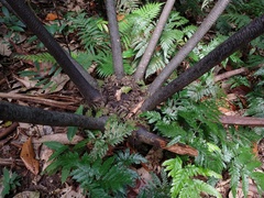 Ptisana attenuata (Ptisana attenuata)