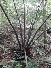 Ptisana attenuata (Ptisana attenuata)