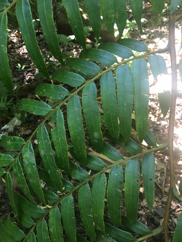 Ptisana attenuata (Ptisana attenuata)