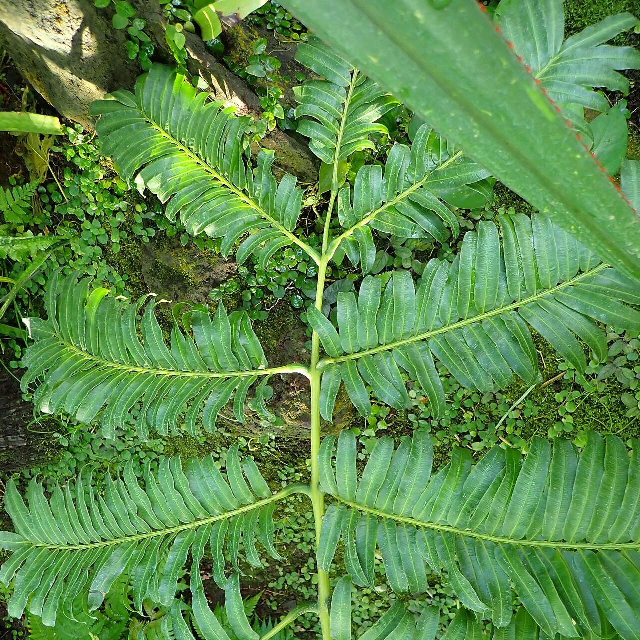 Ptisana boninensis: リュウビンタイモドキの葉(2024年11月 東京都 夢の島熱帯植物館)