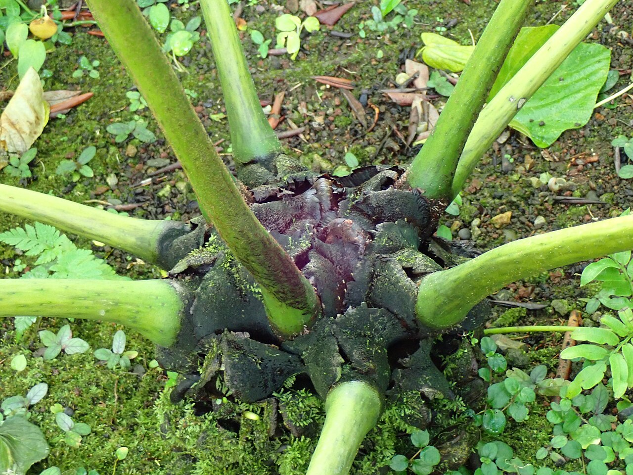 Ptisana boninensis: リュウビンタイモドキの根茎(2024年11月 東京都 夢の島熱帯植物館)
