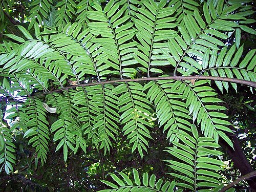 Ptisana howeana: Marattia howeana at the Royal Botanic Gardens, Sydney