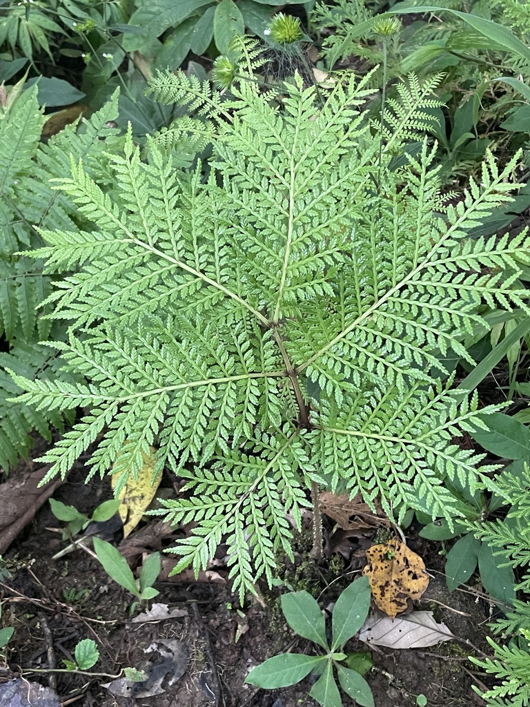 Ptisana melanesica (Ptisana melanesica)