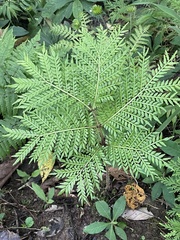 Ptisana melanesica (Ptisana melanesica)