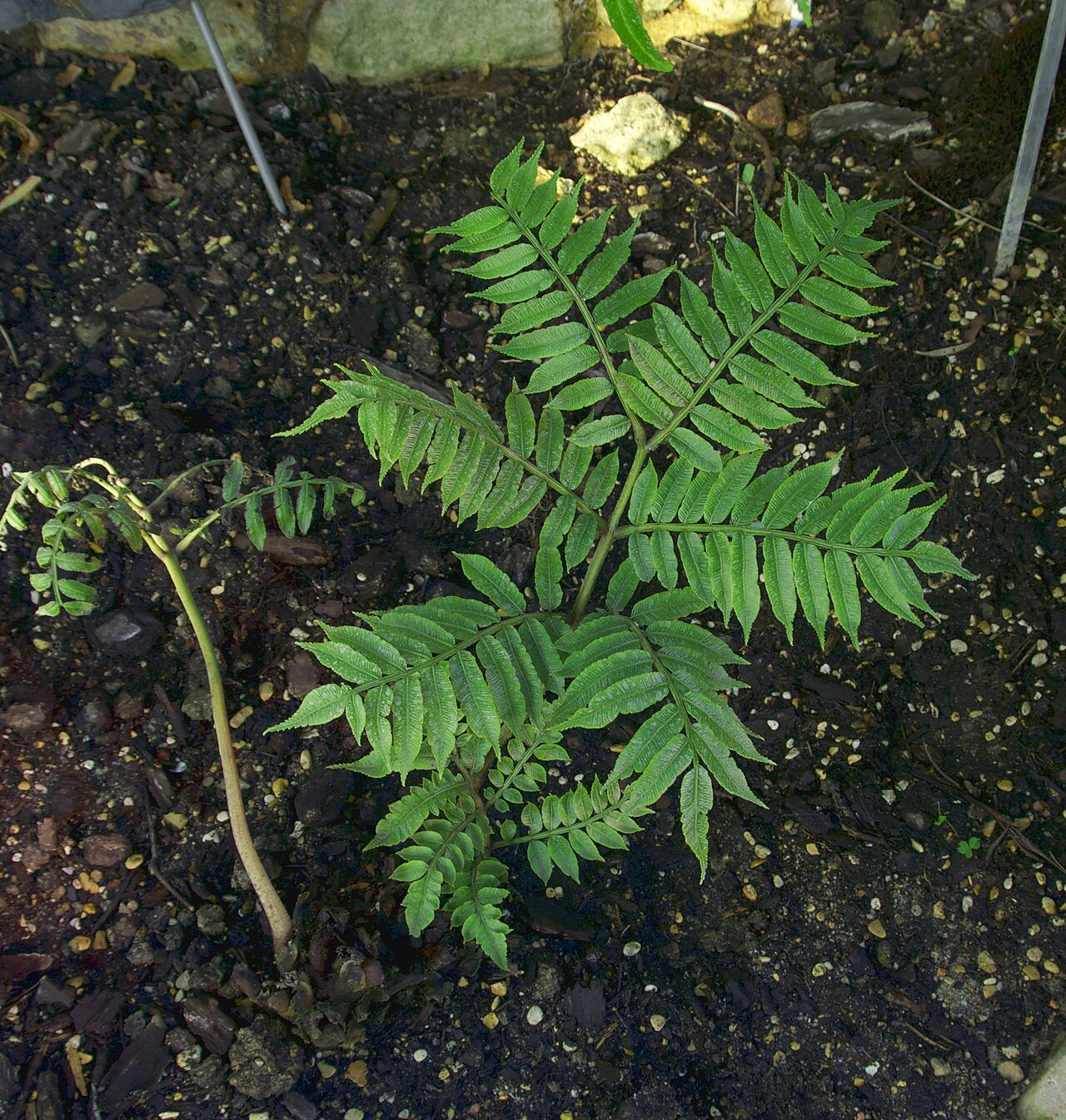 Fern: Marattia purpurascens De Vriese. Endemic of Ascension Island.