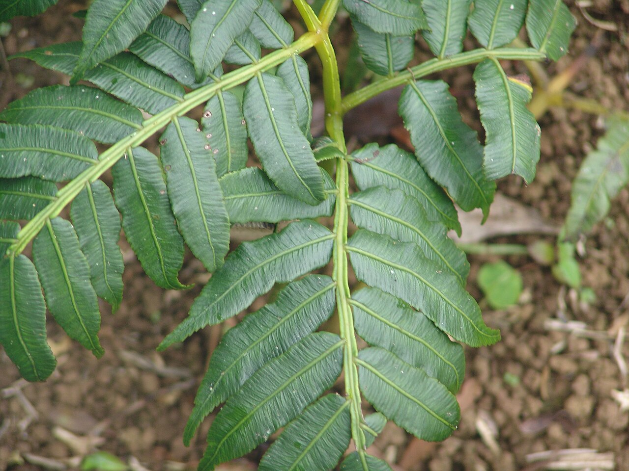 Fern: An endemic fern species from Green Mountain, Ascension Island