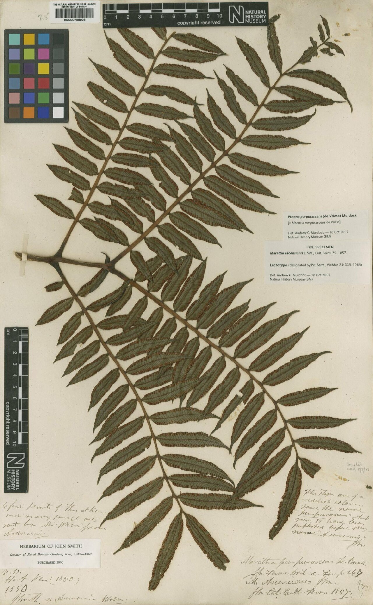 Fern: Lectotype of Ptisana purpurascens, identified by Andrew G. Murdock and held in the collection of the Natural History Museum, London.