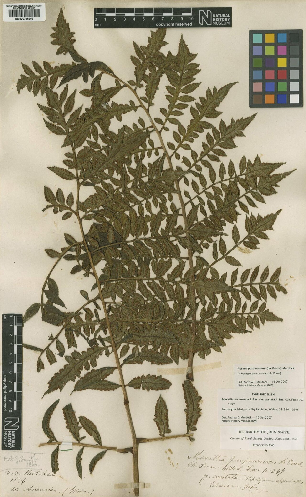 Fern: Lectotype of Ptisana purpurascens, identified by Andrew G. Murdock and held in the collection of the Natural History Museum, London.