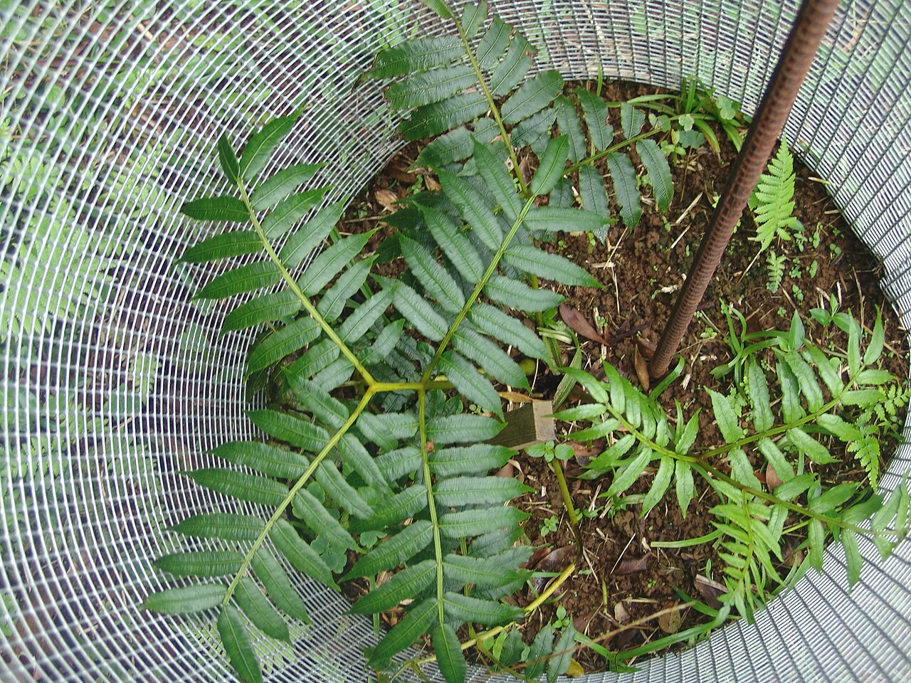 Fern: Marattia purpurascens Ascension endemic Plant. Large fern found on Green Mountain. IUCN status-threatened. Specimens being grown by Ascension Island Conservatio