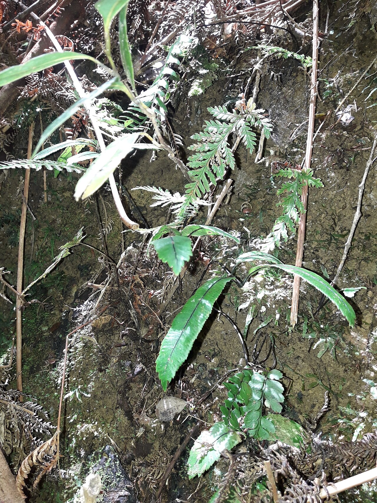 Ptisana rolandi-principis: Ptisana rolandi-principis in New Caledonia