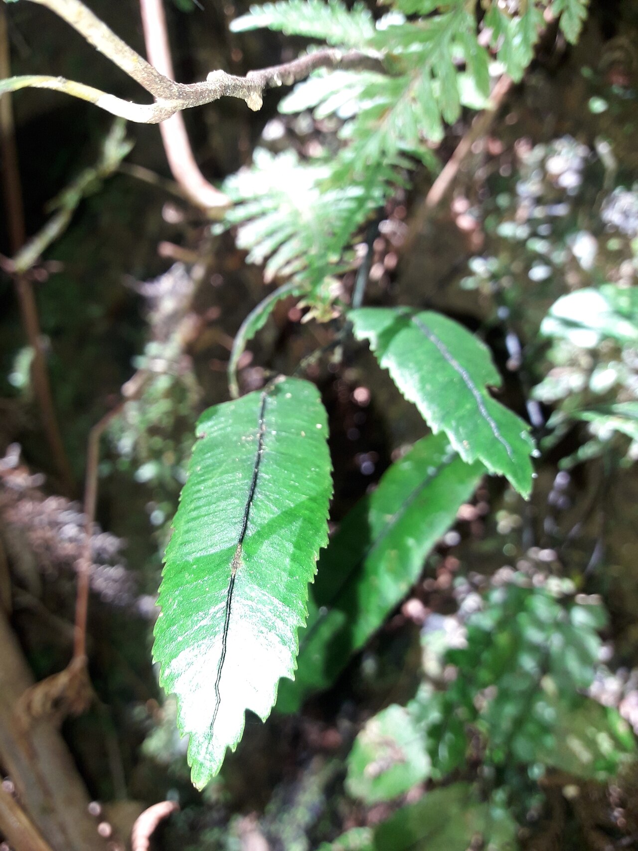 Ptisana rolandi-principis: Ptisana rolandi-principis in New Caledonia