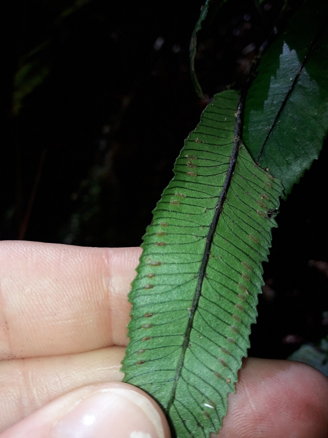 Ptisana rolandi-principis: Ptisana rolandi-principis in New Caledonia
