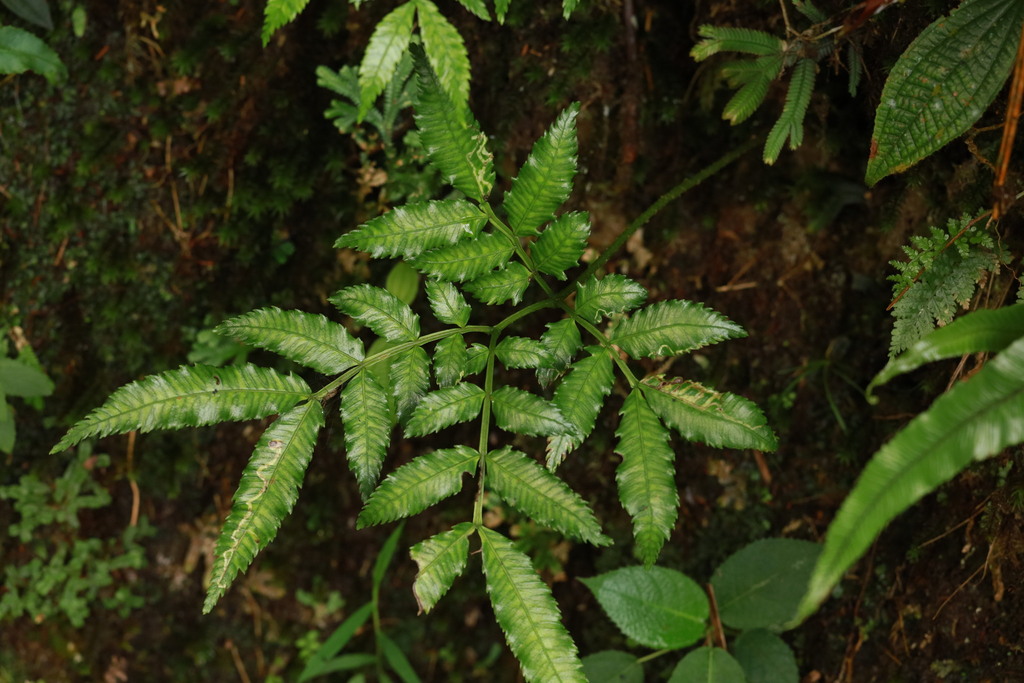Ptisana sambucina (Ptisana sambucina)