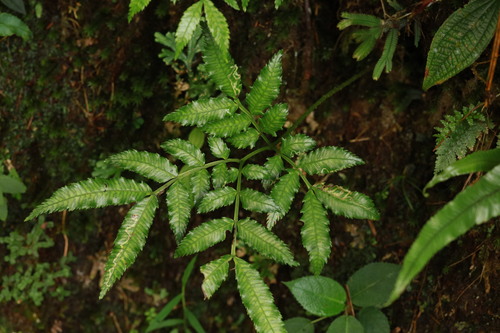 Ptisana sambucina (Ptisana sambucina)