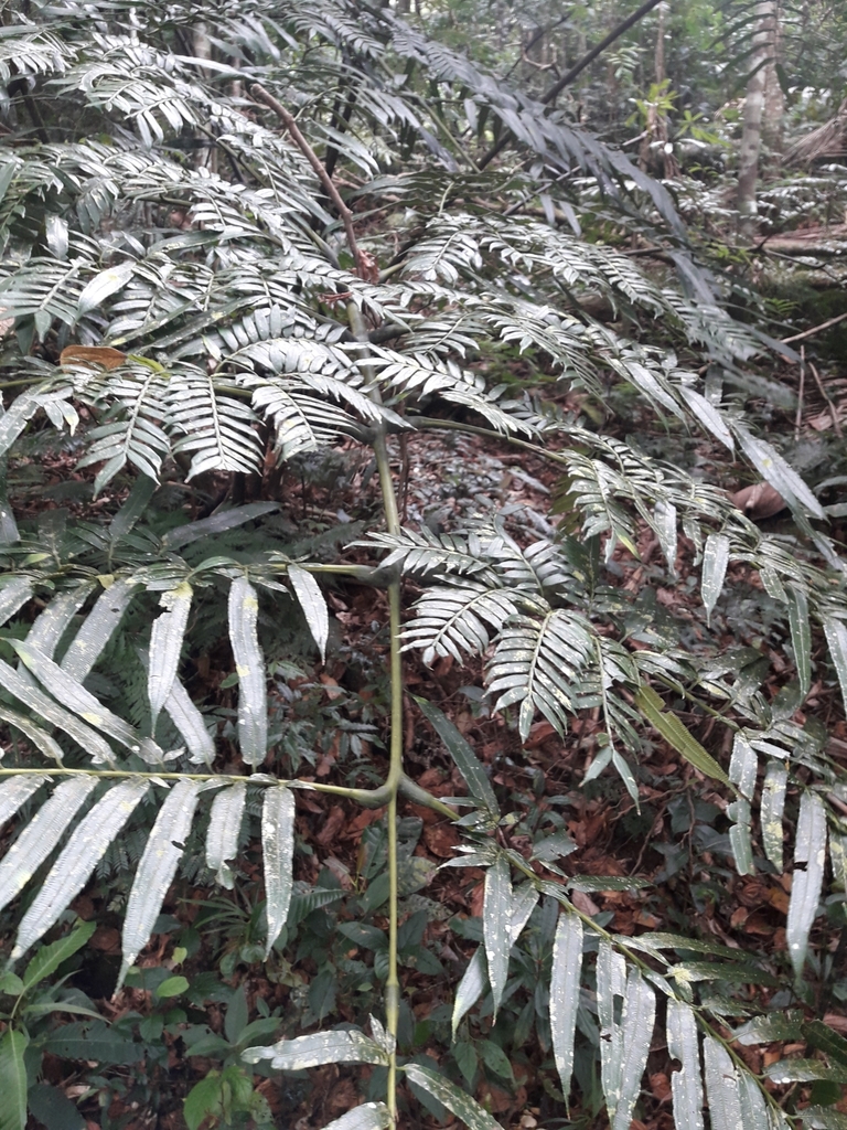 Ptisana soluta (Ptisana soluta)