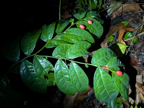 Ptychopetalum anceps (Ptychopetalum anceps)