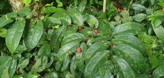 Ptychopetalum anceps (Ptychopetalum anceps)