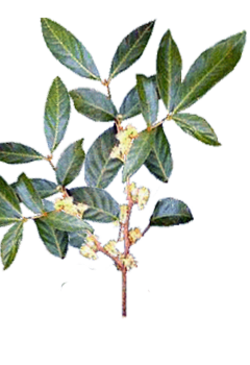 Ptychopetalum olacoides: plantita