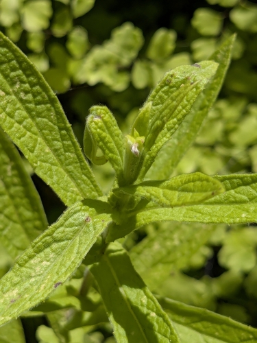 Meadow false fleabane (Pulicaria dysenterica)