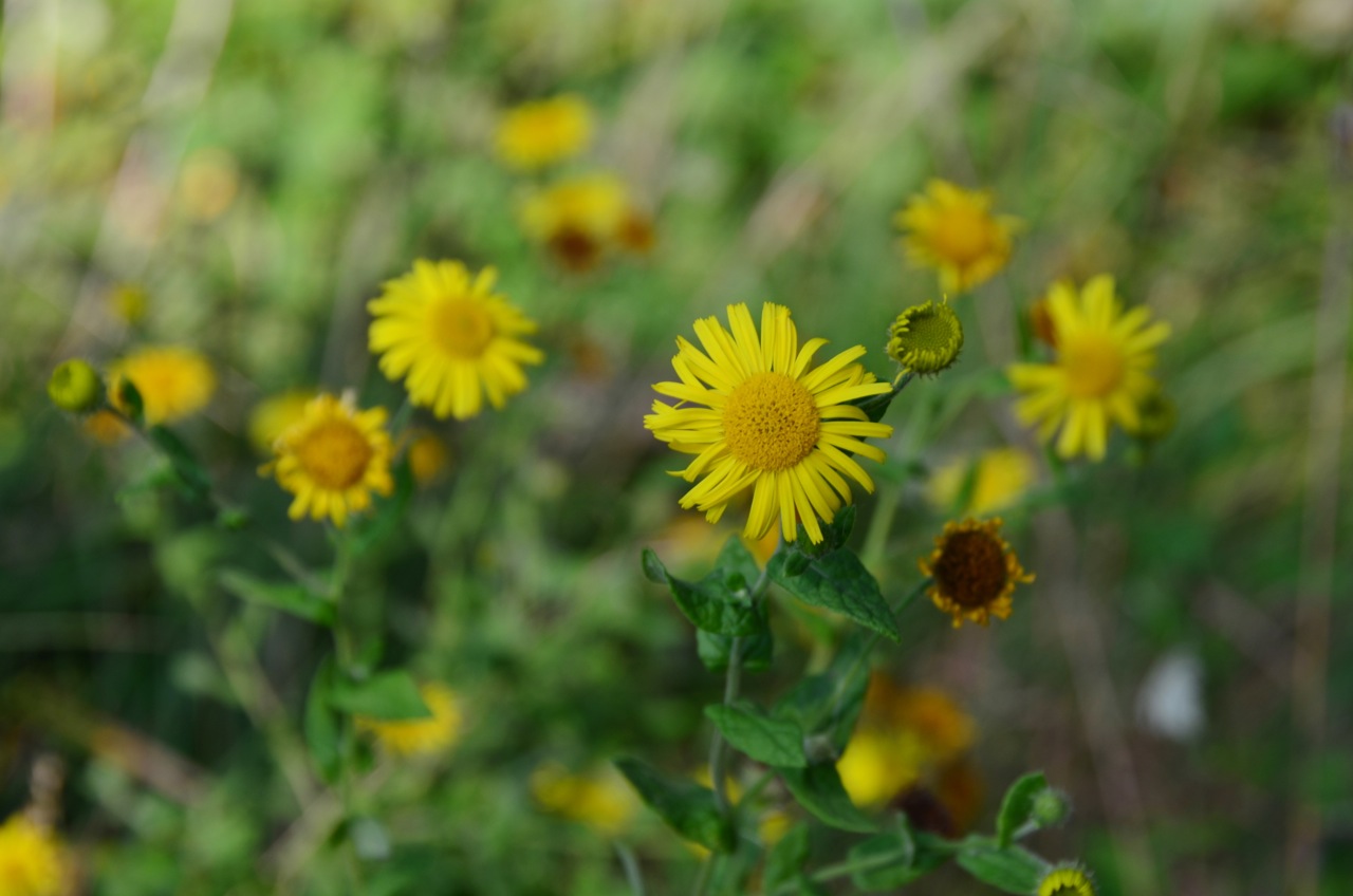 Meadow false fleabane: Pulicaria dysenterica