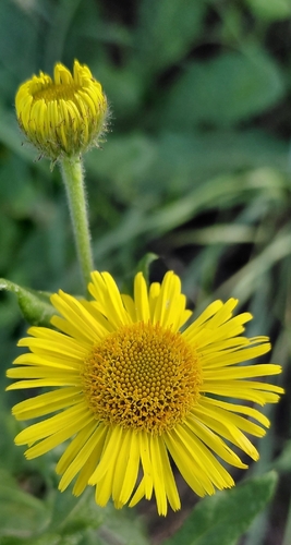 Meadow false fleabane (Pulicaria dysenterica)