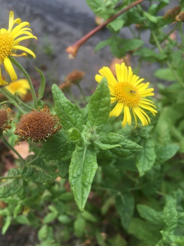 Meadow false fleabane (Pulicaria dysenterica)