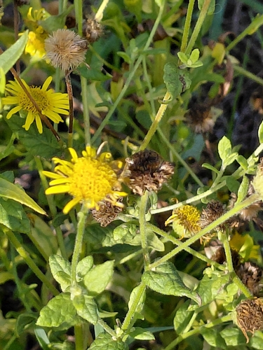Meadow false fleabane (Pulicaria dysenterica)