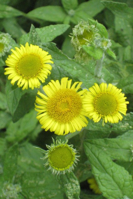 Meadow false fleabane: Common Fleabane ( Pulicaria dysenterica ) growing beside the Thames.