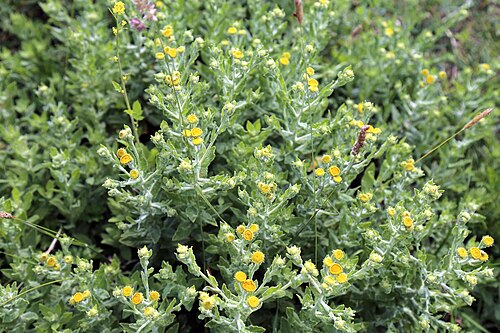 Meadow false fleabane: Pulicaria dysenterica or common fleabane at the edge of the River Adur at Shipley , West Sussex , England