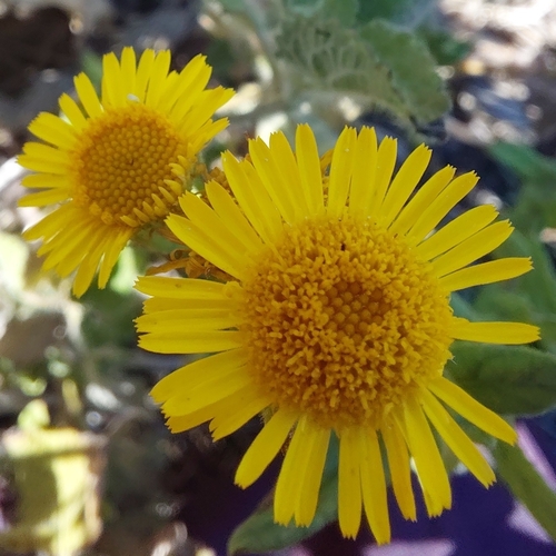 Meadow false fleabane (Pulicaria dysenterica)