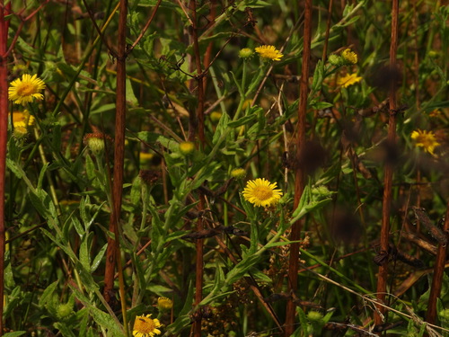 Meadow false fleabane