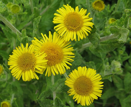 Meadow false fleabane (Pulicaria dysenterica)