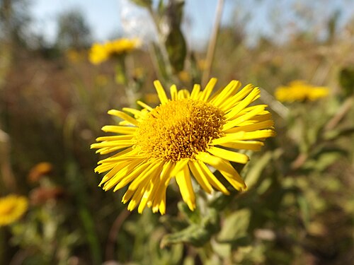 Meadow false fleabane: Common Fleabane (Pulicaria dysenterica). Yorks. 2015